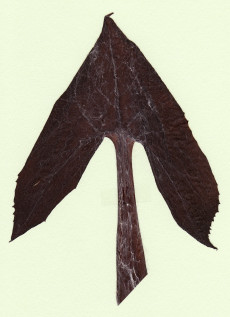cacalia