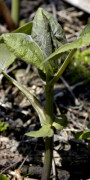 Cacalia