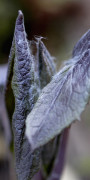 Cacalia