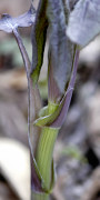Cacalia