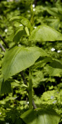 Cacalia