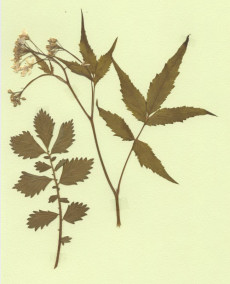 cardamine