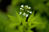 cardamine