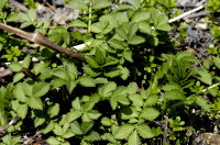 cardamine