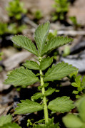 cardamine