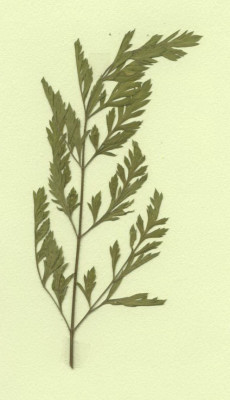 carotte sauvage