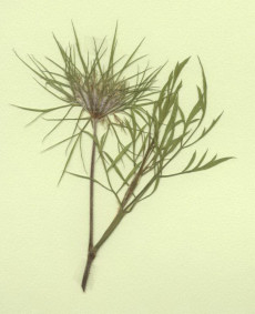 carotte sauvage