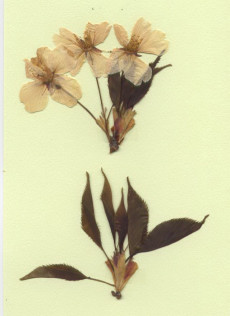 cerisier