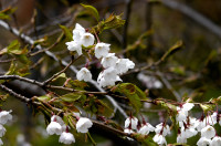 cerisier