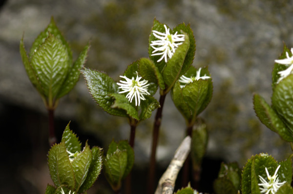 chloranthus