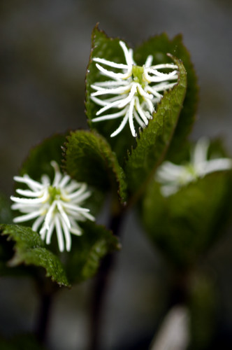 chloranthus