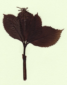 chloranthus