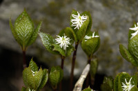 chloranthus