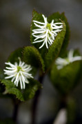 chloranthus