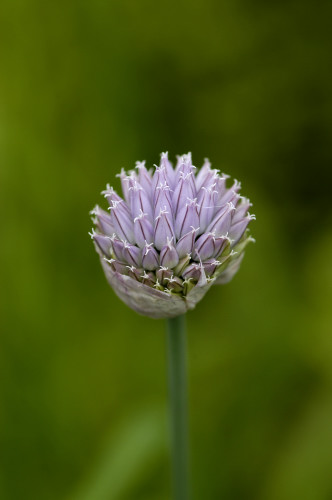 Ciboulette