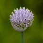 Ciboulette