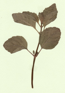 clinopode