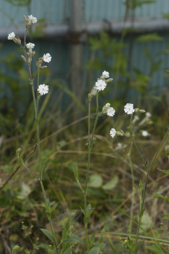 Compagnon blanc