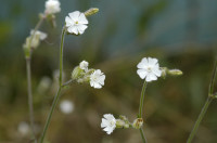 Compagnon blanc