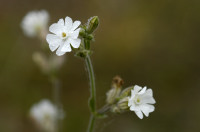 Compagnon blanc