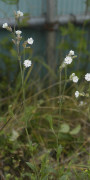 Compagnon blanc