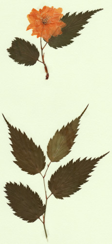 corète