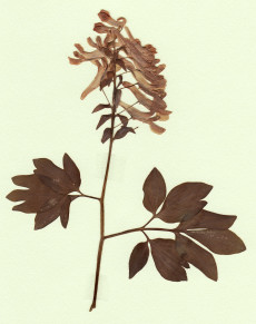 corydale