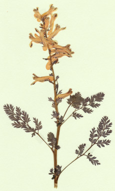corydale jaune