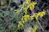 corydale jaune