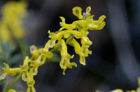 corydale jaune