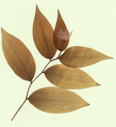 disporum