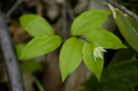 disporum