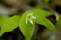 disporum