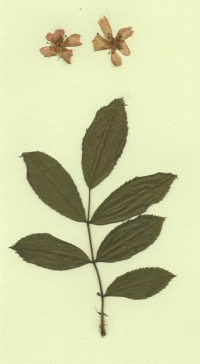 Eglantier