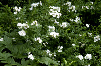 Eglantier
