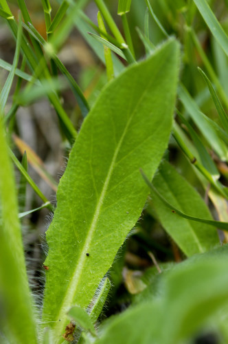 épervière