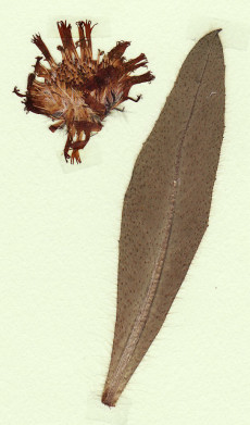 épervière