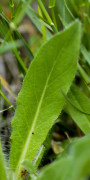 épervière