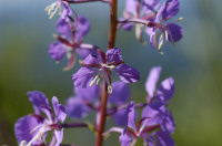 épilobe
