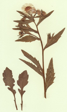 érigéron