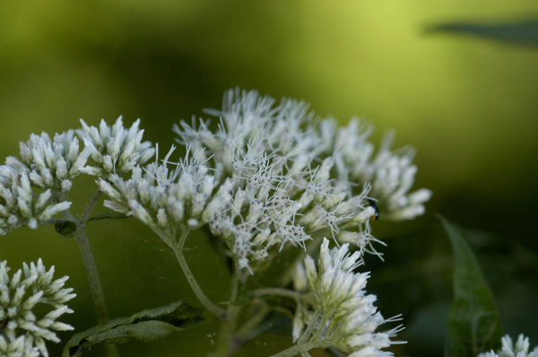 eupatoire
