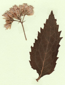 eupatorium chinense