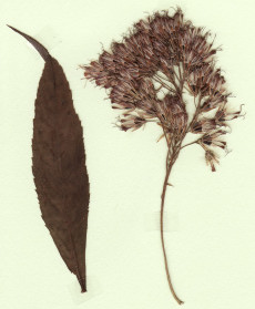 eupatorium chinense subsp. sachalinense