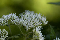 eupatoire