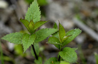 eupatoire
