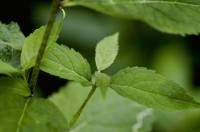 eupatoire