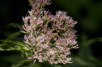 eupatoire