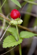 fraisier des indes