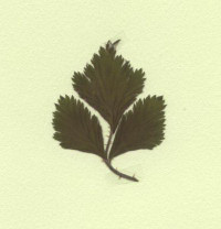 Framboisier