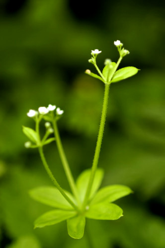 Gaillet à 3 fleurs